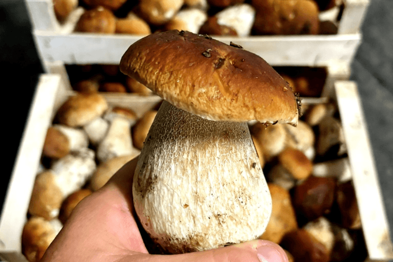 Funghi porcini freschi in Veneto: dai boschi alla cucina dei ristoranti