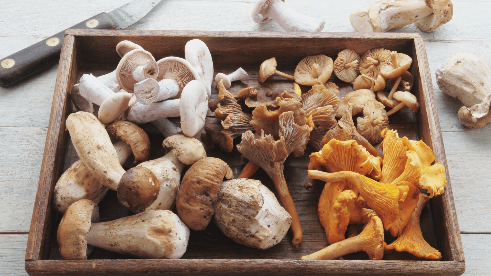 Cassetta di funghi di vari tipi: porcini, finferli, ecc.