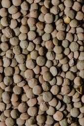 Lenticchie