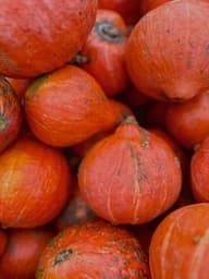 Zucca