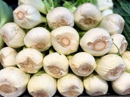 Finocchi