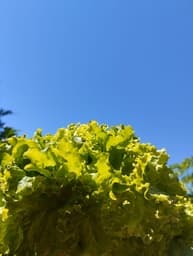 Insalate (lattughe varie)