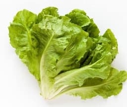 Scarola