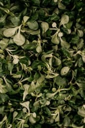 Valeriana (songino)