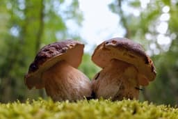 Porcino (Boletus edulis)