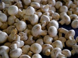 Champignon bianco (Agaricus bisporus)