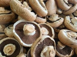 Champignon bruno / Portobello