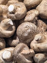 Shiitake (Lentinula edodes)