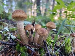 Chiodini (Armillaria mellea)