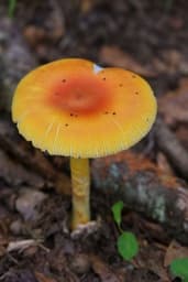 Ovuli (Amanita caesarea)
