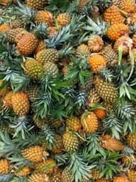 Ananas