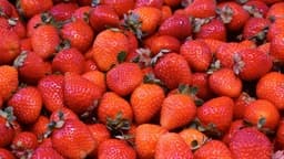 Fragole trentine
