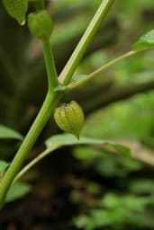 Physalis (alchechengi)