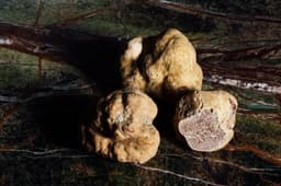 Tartufo bianco d'Alba (Tuber magnatum)